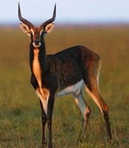 l’antilope africaine kobus,Application bilans kinés